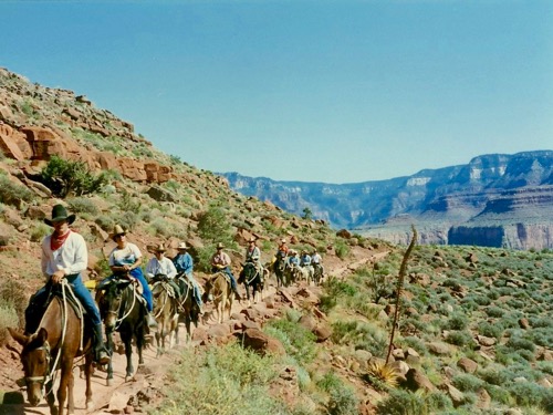 Mule Train